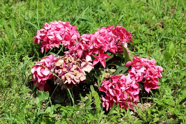 Osittain Kuivattu Hydrangea Tai Hortensia Puutarha Pensas Vaaleanpunainen Kukkia Teräviä — kuvapankkivalokuva