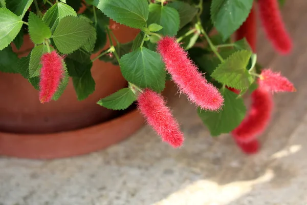 Red hot cat tails or Acalypha pendula or Firetail or Chenille plant with fluffy masses of bright red flower spikes growing from flower pot in local urban garden on warm sunny summer day