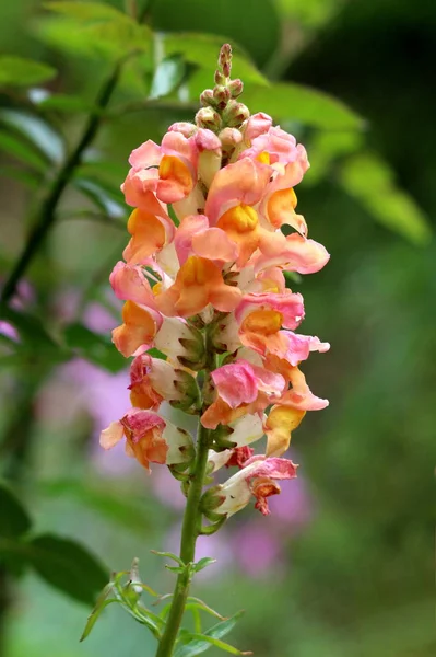 Solo Brote Común Tallo Planta Con Flores Antirrhinum Majus Con —  Fotos de Stock