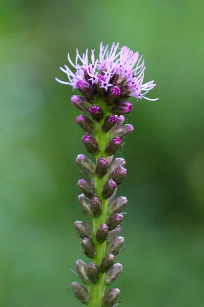 Single Dense blazing star or Liatris spicata or Prairie gay feather herbaceous perennial flowering plant with tall spike full of closed flower buds starting to open and bloom planted in local urban garden on warm sunny spring day