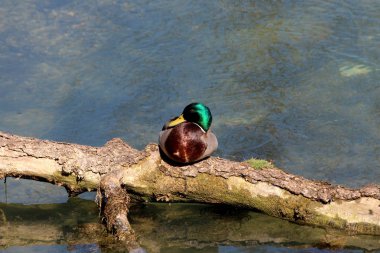 Yeşil kafa ve kahverengi tüyleri oturan ve sıcak güneşli bahar gününde yerel nehirde yüzen ağaç kütüğünün üstüne istirahat küçük yaban ördeği