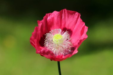Afyon haşhaş veya Papaver somniferum veya Breadseed haşhaş yıllık çiçekli bitki nin üst görünümü tamamen açık çiçeklenme kırmızı çiçek ve yuvarlak kapsül yapılmış açık yeşil merkezi ve yerel kentsel bahçedikilen stigmatik ışınları yayılan
