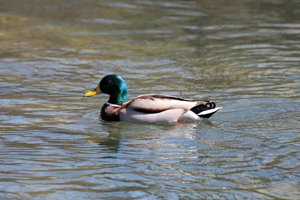 Single wild duck with green head and brown grey feathers calmly swimming in clear local river on warm sunny spring day