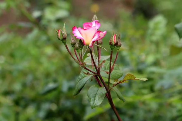 Pequeno Jardim Rosa Com Pétalas Brancas Borda Rosa Cercada Com — Fotografia de Stock