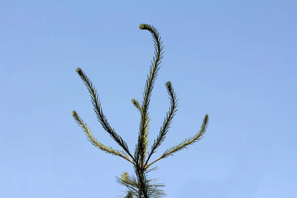 Высокие Сосновые Ветви Полные Темно Зеленых Иголок Растущих Разных Направлениях — стоковое фото