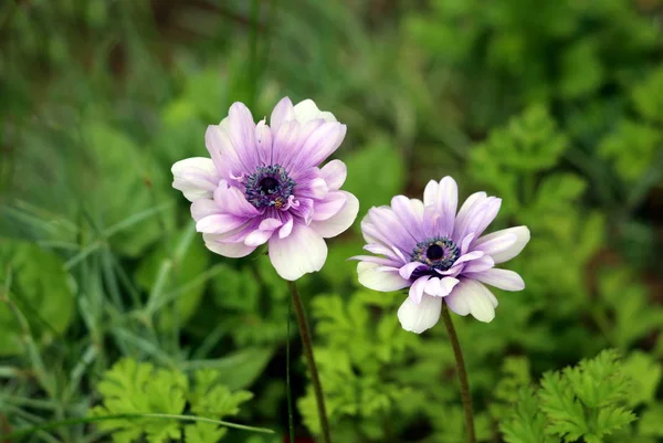 Two Anemone perennial plants with white and light violet fully open blooming petals growing in local urban garden on warm sunny spring day