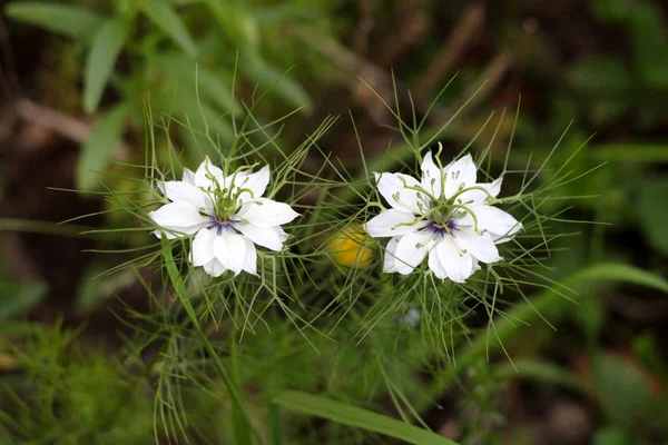 Two Black cumin or Nigella sativa or Black caraway or Nigella or Roman coriander or Kalojeere or Kalonji annual flowering plants with unusual delicate white flowers surrounded with pointy light green needles planted in local urban garden