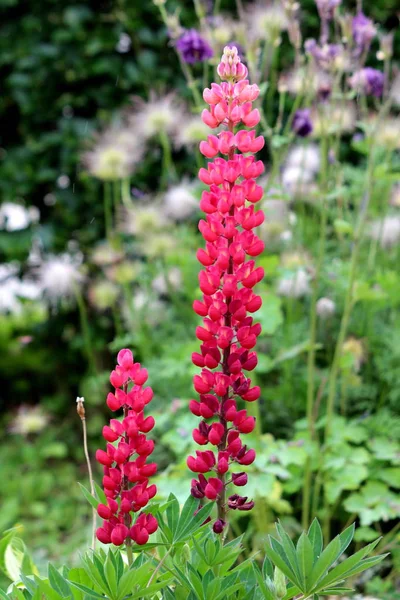 Dos Plantas Florales Perennes Lupin Lupinus Lupine Con Guisantes Rojos — Foto de Stock