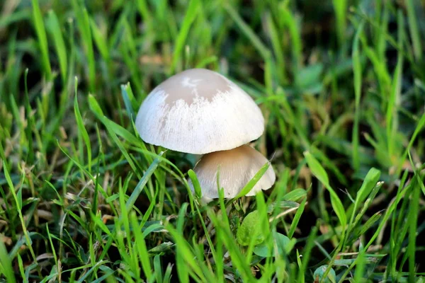 Two small light grey mushrooms growing in family house backyard after heavy rain surrounded with tall uncut grass on warm sunny spring day