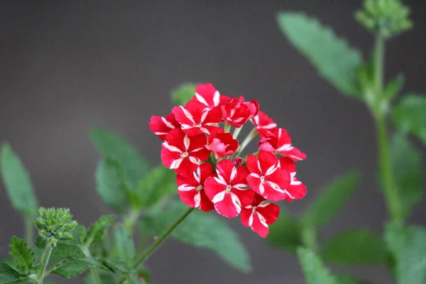 Verbena Sweet dreams Voodoo star plant with single cluster of vivid red and peachy white starred flowers growing in local urban garden on warm sunny spring day