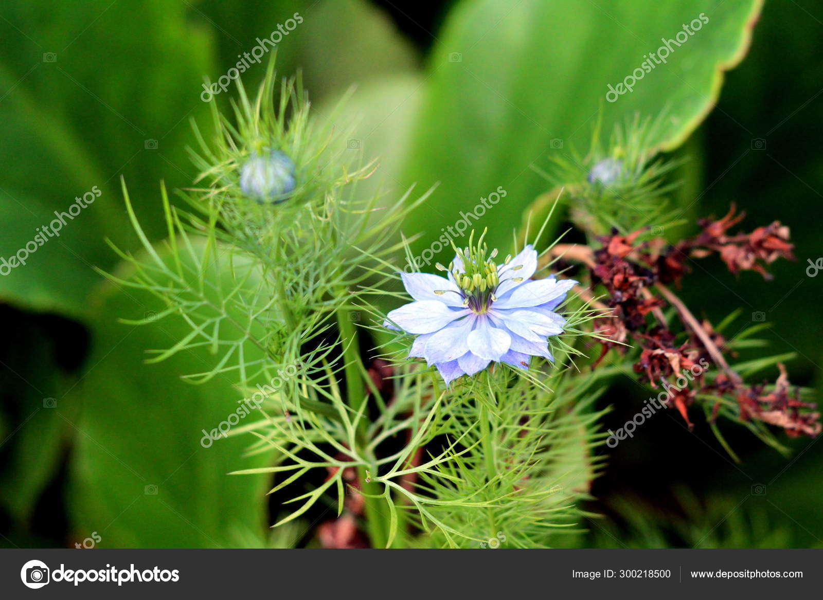 Fennel Flower Foeniculum Vulgare Fully Open Blooming Blue Flower Surrounded Stock Photo C Hecos 300218500