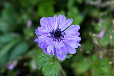 Mor tamamen açık çiçeklenme yaprakları ve sıcak güneşli bahar gününde yerel kentsel bahçedikkoyu siyah merkezi ile Anemon çok yıllık bitki