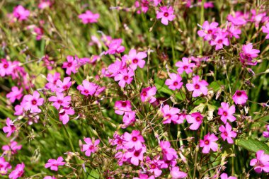 İyi şanslar bitki veya Oxalis tetraphylla veya Demir çapraz çiçek veya Demir çapraz oxalis veya Kırmızı çiçek veya Yaprak bitki soğanlı çok yıllık bitki arka plan duvar kağıdı doku tamamen açık açan pembe çiçekler yeşil yaprakları ile çevrili 