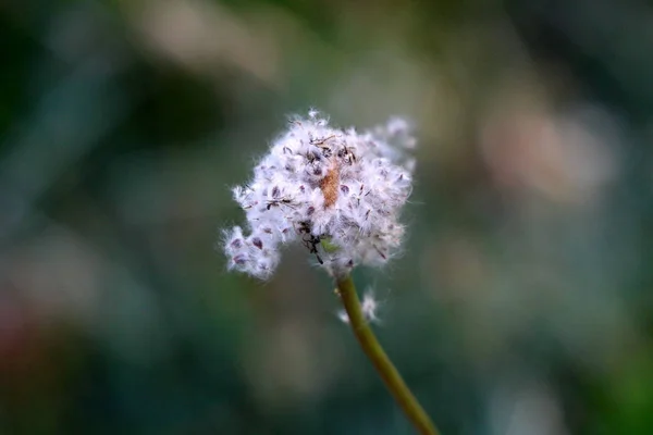 Anémone Plante Vivace Avec Tête Graine Blanche Pelucheuse Séchée Poussant — Photo