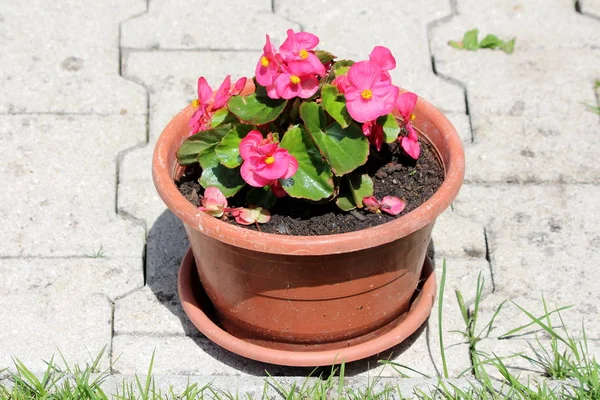 Begonia plant with dark pink flowers with yellow center and light green leaves growing in single plastic flower pot on stone tiles in front of family house on warm sunny spring day