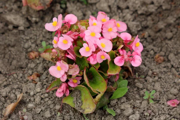 在温暖阳光明媚的春日 生长在小灌木形状的贝戈尼亚植物 有深粉红色的花朵和黄色的中心 周围是浅绿色的叶子和干燥的土壤 — 图库照片