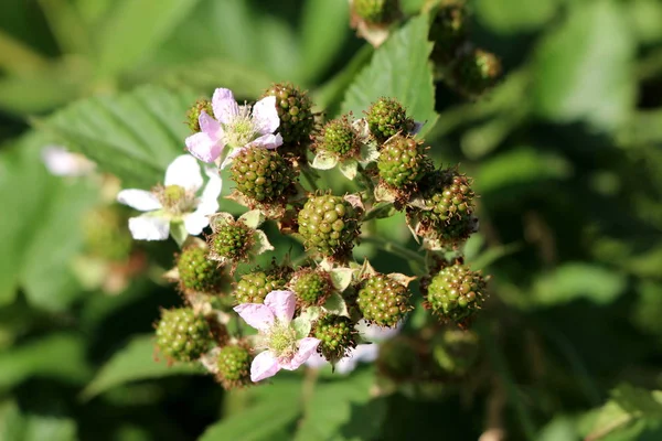 Ramo Framboesa Vermelha Rubus Idaeus Framboesa Framboesa Europeia Planta Perene — Fotografia de Stock