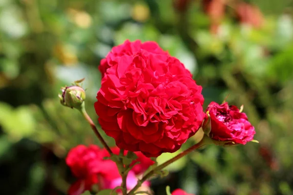 Rosa Vermelha Brilhante Com Flor Totalmente Aberta Pétalas Densamente Camadas — Fotografia de Stock