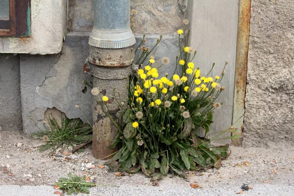 Bunch Tall Dandelion Taraxacum Closed Open Blooming Yellow Flowers Flower — Stock Photo, Image