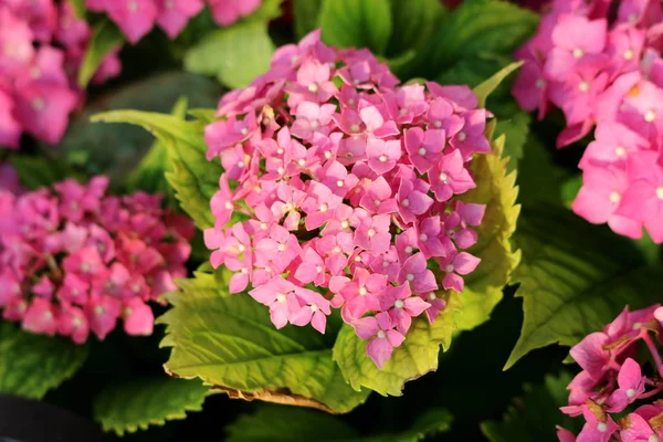 Bunches of dark pink flowers of Hydrangea or Hortensia garden shrub fully open blooming with pointy petals surrounded with thick leathery green leaves planted in local urban garden on warm sunny summer day