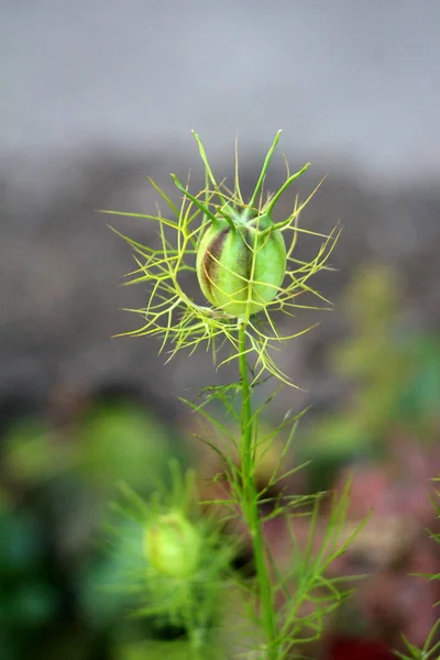 Закрытый Цветочный Бутон Цветка Фенхеля Foeniculum Vulgare Окружении Зеленых Игл — стоковое фото