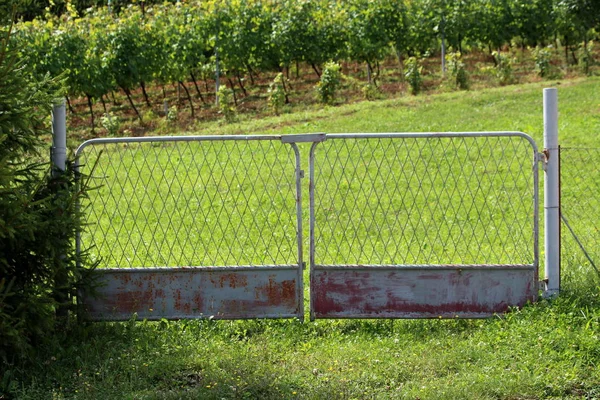 封闭部分生锈的灰色金属栅栏门安装在金属杆上 周围是铁丝网和未切割的草在当地葡萄园在温暖的阳光明媚的夏天 — 图库照片