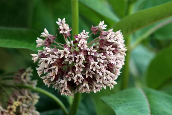 Ortak milkweed veya Asclepias sürnikya veya Kelebek çiçek veya İpekweed veya İpeksi kırlangıç-wort veya Virginia ipeksi kırlangıç-wort veya Virginia ipeksi çiçekli çok yıllık bitki küçük beyaz demet ile morumsu kısmen açık çiçekler umbellate cymes büyüyen