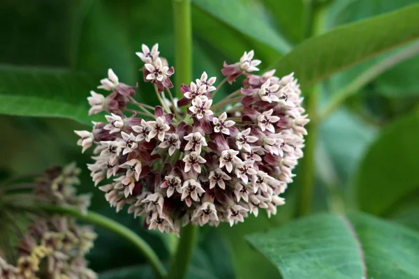 Common milkweed or Asclepias syriaca or Butterfly flower or Silkweed or Silky swallow-wort or Virginia silkweed flowering perennial plant with bunch of small white through purplish partially open flowers growing in umbellate cymes