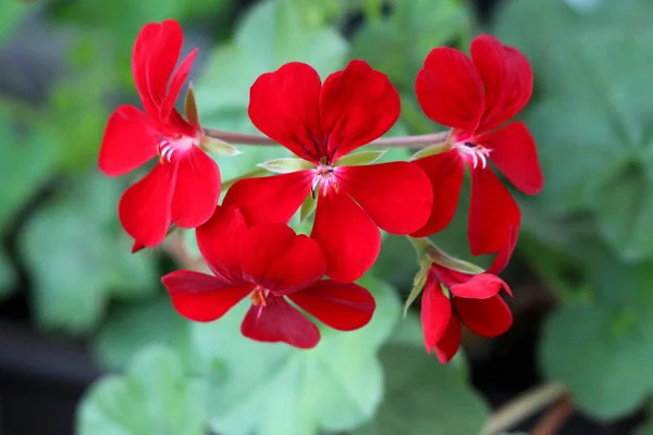 Dark Red Pelargonium Flowers Growing Small Bunch Surrounded Green Leaves — Stock Photo, Image