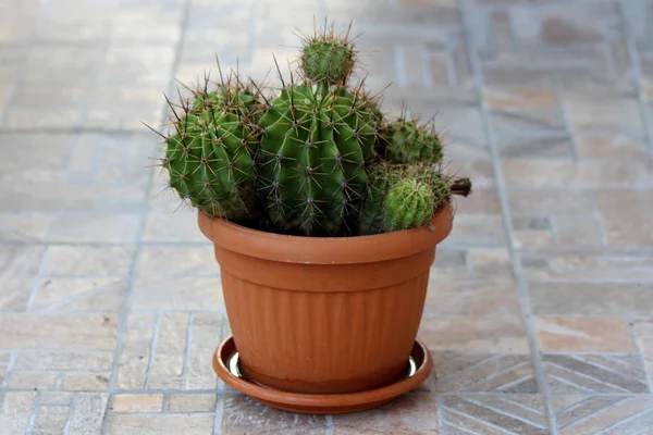 Plantes Cactus Densément Plantées Dans Pot Fleurs Plastique Sur Des — Photo