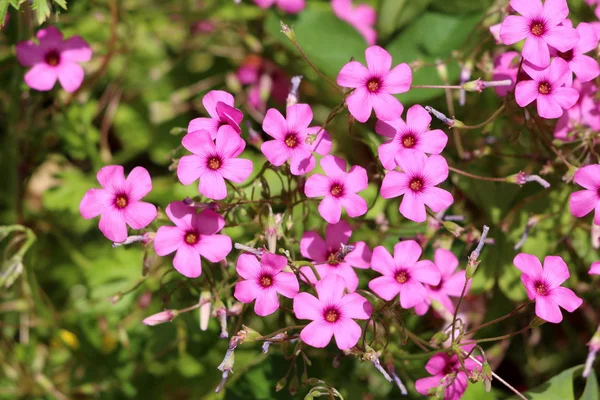 Yoğun dikilen İyi şanslar bitki veya Oxalis tetraphylla veya Demir çapraz çiçek veya Demir çapraz oxalis veya Kırmızı çiçek veya Yeşillik bitki soğanlı çok yıllık bitkiler tamamen açık açan pembe çiçekler yeşil yaprakları ve diğer bahçe bitkileri ile çevrili