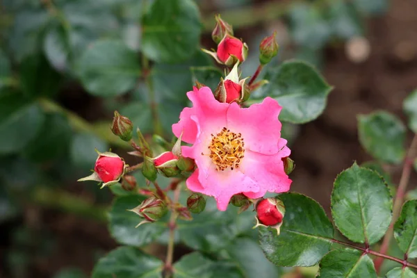 Täysin Avoin Kukkiva Vaaleanpunainen Villiruusu Jota Ympäröivät Suljetut Ruusunuket Tummanvihreät — kuvapankkivalokuva