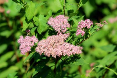 Japon spiraea veya Spiraea japonica Küçük prenses küçük kompakt yaprak döken çalı bitkisi tamamen açık açan soluk pembe çiçekler ve yoğun yumuşak yeşil yeşil yaprakları sıcak güneşli bahar gününde yerel kentsel bahçede dikilen demetleri ile