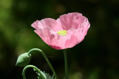 Afyon haşhaş veya Papaver somniferum veya Breadseed haşhaş yıllık çiçekli bitki tamamen açık leylak çiçek ve açık yeşil merkezi yuvarlak kapsül yapılmış ve yerel kentsel bahçede dikilen kapalı çiçek tomurcuk yanında stigmatik ışınları yayılan