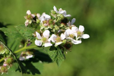 Kırmızı ahududu veya Rubus idaeus veya Ahududu veya Avrupa ahududu çok yıllık bitki tek şube açık açan saf beyaz çiçekler olgunlaşmamış yeşil meyveler ivedi ve yaprakları ile dolu sıcak güneşli bahar gününde yerel kentsel bahçede dikilen