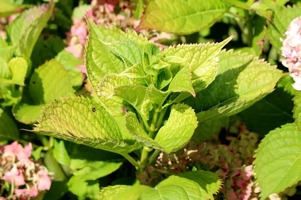 Grandes Folhas Couro Verde Claro Espesso Hortênsia Hortensia Jardim Arbusto — Fotografia de Stock