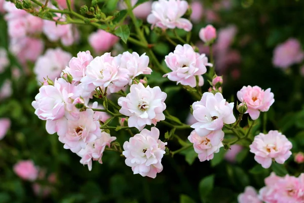 Múltiplos Pequenos Densamente Plantados Totalmente Aberto Florescendo Rosa Claro Rosas — Fotografia de Stock