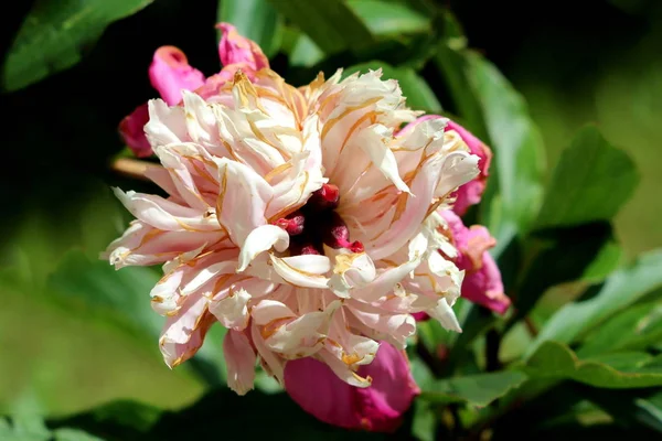 Piwonia Lub Paeony Zielnych Wieloletnich Roślin Kwitnących Jednym Pełni Otwarte — Zdjęcie stockowe