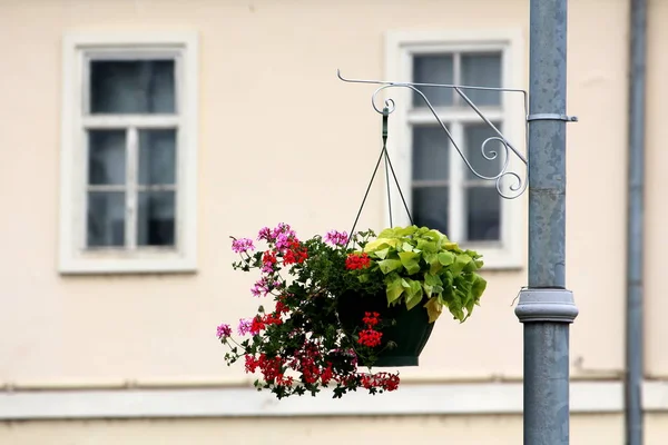 Red Violet Pelargonium Flowers Growing Next Other Plants Light Green — Stock Photo, Image