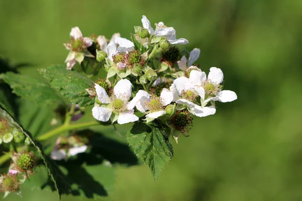 Kırmızı ahududu veya Rubus idaeus veya Ahududu veya Avrupa ahududu çok yıllık bitki tek şube açık açan saf beyaz çiçekler olgunlaşmamış yeşil meyveler ivedi ve yaprakları ile dolu sıcak güneşli bahar gününde yerel kentsel bahçede dikilen