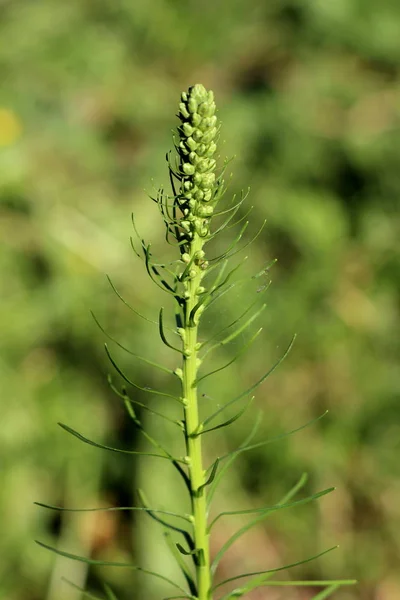 Jedna Hustá Planoucí Hvězda Nebo Liatris Spicata Nebo Prairie Gay — Stock fotografie