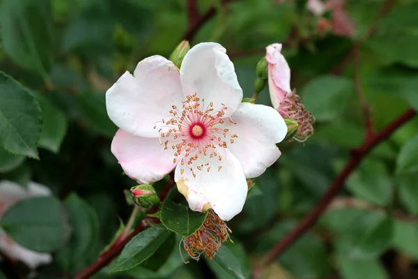 Única Rosa Selvagem Branca Florescendo Totalmente Aberta Cercada Folhas Verdes — Fotografia de Stock