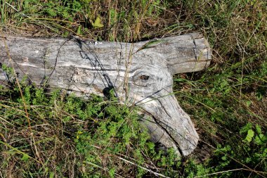 Garip şekilli kurutulmuş ağaç kütüğü sıcak güneşli yaz gününde kesilmemiş çim ile çevrili aile evi arka bahçesinde sol