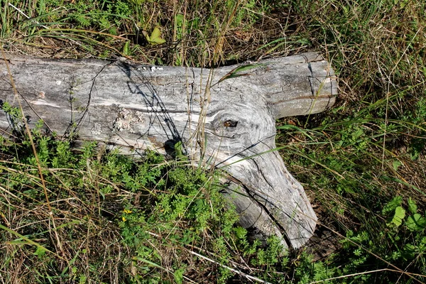 Garip şekilli kurutulmuş ağaç kütüğü sıcak güneşli yaz gününde kesilmemiş çim ile çevrili aile evi arka bahçesinde sol