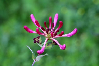Sıcak güneşli bahar gününde yerel şehir bahçesinde dikilen çift simetrik mor ve beyaz kapalı çiçek tomurcukları ile Hanımeli veya Lonicera son derece kokulu ve renkli bitki üst görünümü