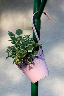 Alacalı İsveç sarmaşık veya Plectranthus coleoides veya Beyaz kenarlı İsveç sarmaşık veya Mum asma veya Mum çubuğu asma otsu yıllık çekici taraklı yeşil yaprakları ile beyaz marjları vintage retro pembe metal çiçek sepeti dikilen