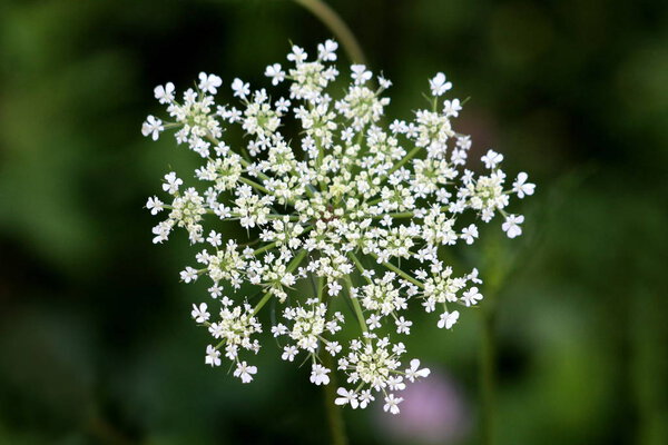 Wild carrot or Daucus carota or Birds nest or Bishops lace or Queen Annes lace biennial herbaceous plant with fully open blooming white flower head full of multiple small flowers resembling birds nest growing in local field on warm sunny spring day