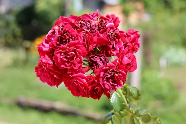 一束完全开放绽放的深红玫瑰生长从单茎包围绿叶当地城市花园在温暖的阳光明媚的夏天 — 图库照片