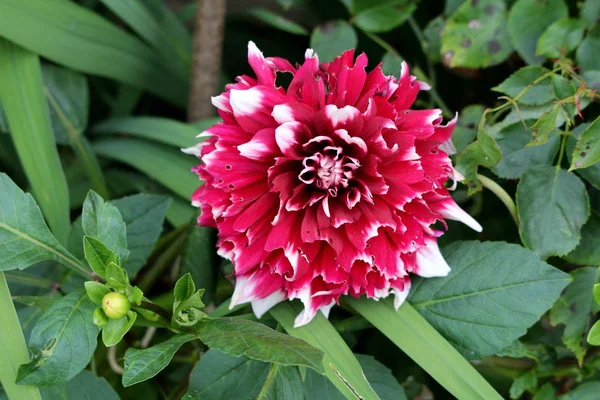 Dahlia Bushy Tuberous Herbaceous Perennial Plant Fully Open Blooming Large — Stock Photo, Image