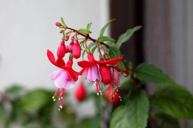 Fuşya dekoratif çiçekli bitki nin tek dalı ile birden fazla tamamen açık çiçeklenme sarkık gözyaşı şeklinde açık pembe çiçekler ve sıcak güneşli yaz gününde koruyucu ağ ile kaplı aile evi penceresi önünde büyüyen kapalı çiçek tomurcukları